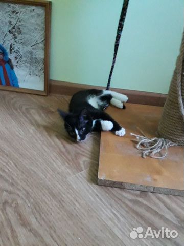 Котята