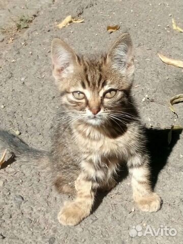 Котенок. Метис породистой кошки Котенок. Метис породистой кошки
