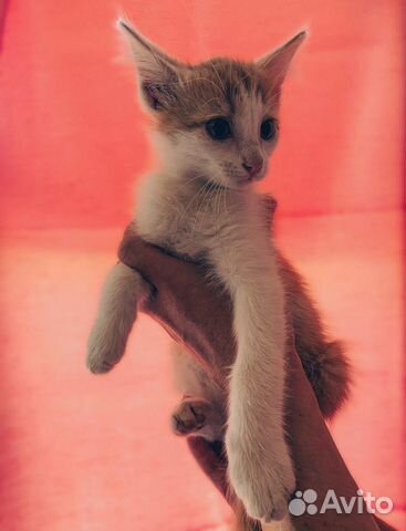 Котята ищут дом Котята ищут дом