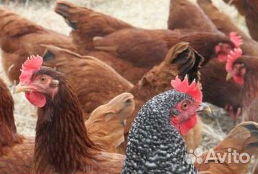 Куры несушки 4х пород