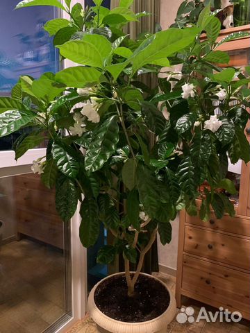 Табернемонтана махровая