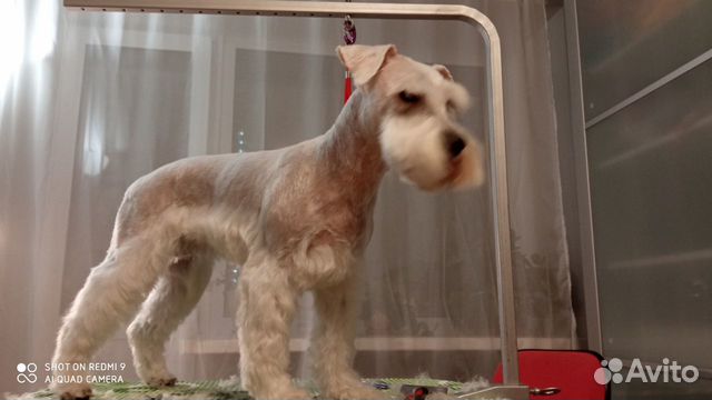 Груминг, стрижка собак, кошек. С выездом