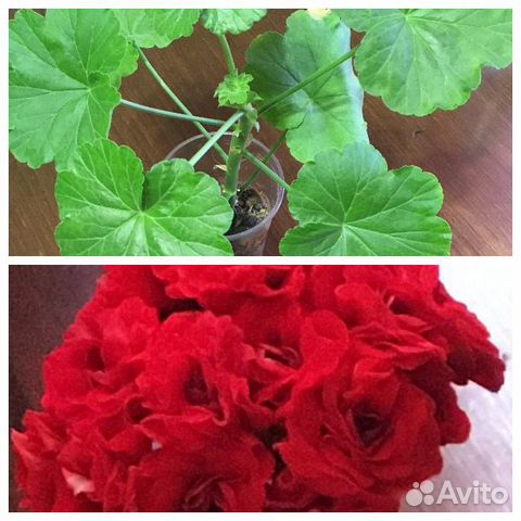 Пеларгония герань розебудная ярко красная