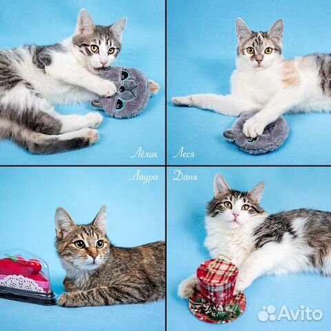 Очаровательные полосатики в добрые заботливые руки