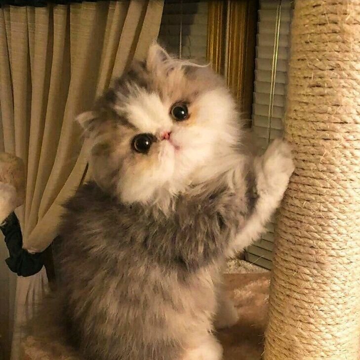 Я котик почеши мне животик. Кот достал. Сюдаааа. Ревнивый кот. Покажи кошек.