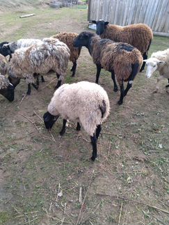 Бараны овцы, ягнята, альпийский козел, козочки - фотография № 3