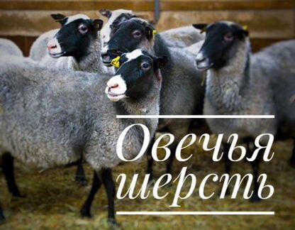 Шерсть овцы (порода Романовская) не мытая