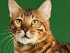 Бенгальский кот (вязка) объявление продам