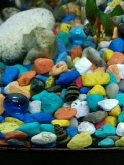 Улитка Хелена