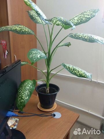 Диффенбахия