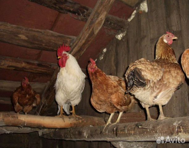 Яйцо куринное (домашние)