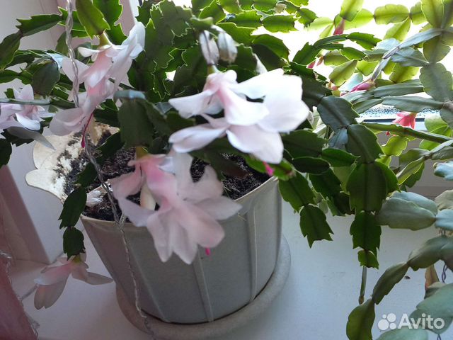 Цветок декабрист