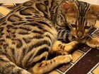 Бенгальская кошечка ищет кота для вязки объявление продам