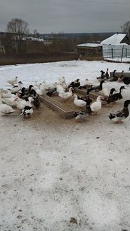 Утки, гуси, муларды, индоутки, индюки