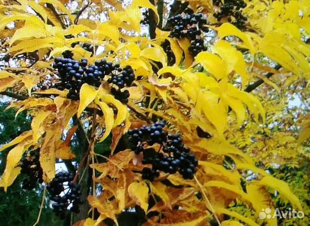 Семена и сеянцы бархата амурского