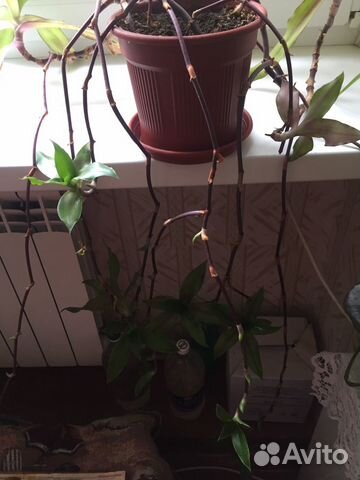 Цветок золотой ус 2 штуки