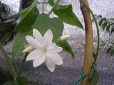 Комнатный жасмин укорененные черенки