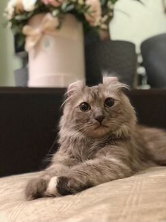 Передержка кошек/котов