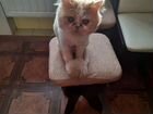 Персидские котята кошка объявление продам