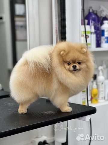 Породный груминг (стрижка) собак породы шпиц