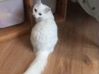 Турецкая ангора, котенок объявление продам