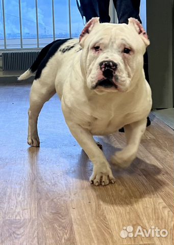 Американский Булли Вязка