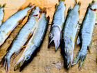 Рыбалка в Каргасокском районе объявление продам
