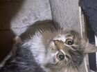 Кошка сибирячка