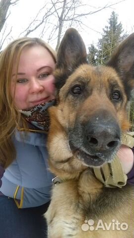 Выгул собак догситтер