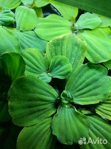 Аквариумные рыбки и растения в москве