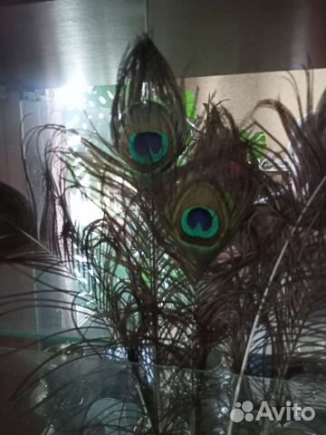 Перо павлина