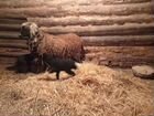 Овца с 2 ягнятамм