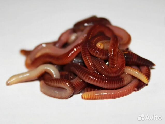 Черви и другая наживка