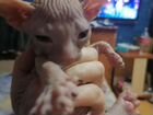 Донской сфинкс котята объявление продам