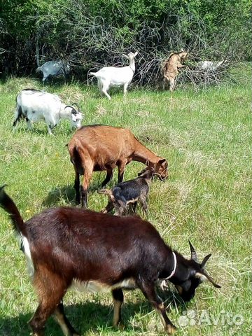 Молоко козье, сыр шевр