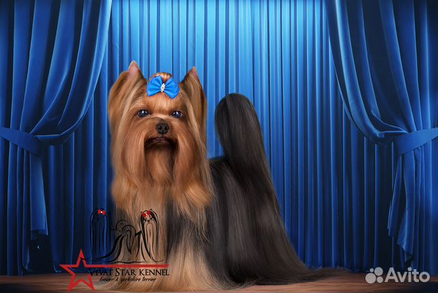 Вязка йорк чемпион