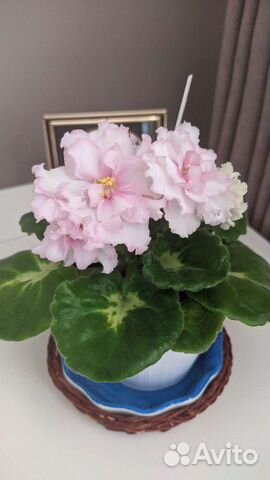 Фиалки детки, стартеры, листики