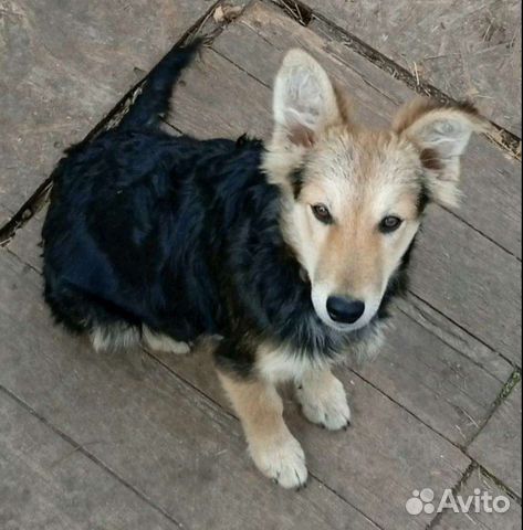 Щенок в добрые руки бесплатно