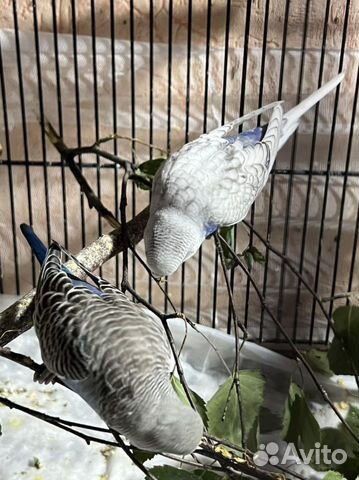 Птенцы волнистого попугая(самки)