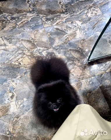 Вязка Померанский шпиц мини черный