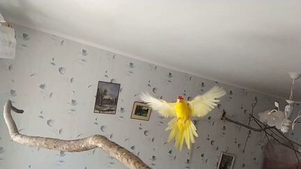 Передержка попугаев и других птиц