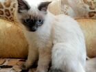 Кошка Фенотип балинезийской кошки