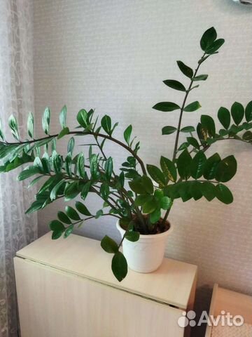 Замиокулькас (долларовое дерево)