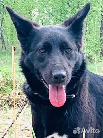 Собака в добрые руки метис