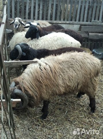 Овцы ярки на племя, на мясо