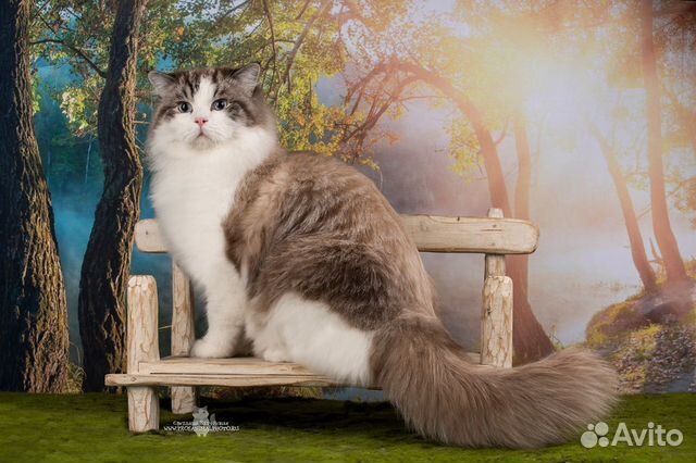 Услуги котика