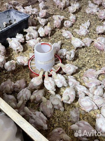 Цыплята-корнишоны