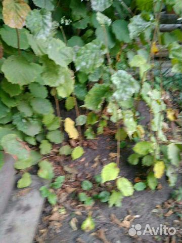 Саженцы фундука