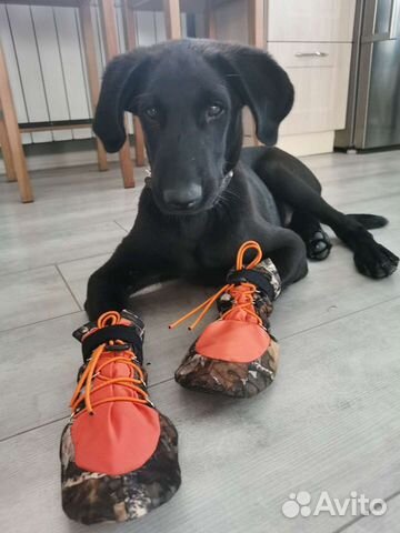 Ботинки для собак шью