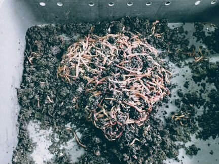 Червь дендробена